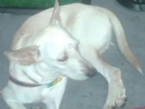 Cachorro raça SRD idade 7 a 11 meses nome Branquinha