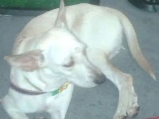 Cachorro ra a SRD idade 7 a 11 meses nome Branquinha