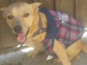 Cachorro raça SRD idade 1 ano nome Zaqueu