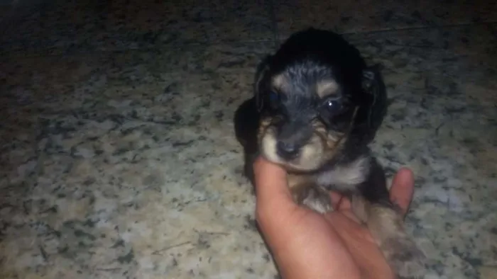 Cachorro ra a Sem raça definida idade Abaixo de 2 meses nome *