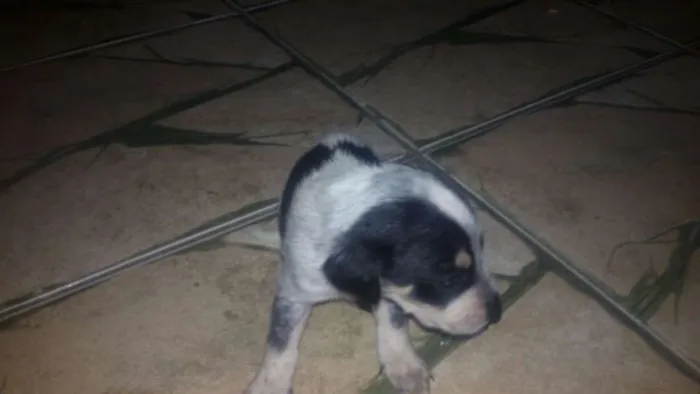 Cachorro ra a Sem raça definida idade Abaixo de 2 meses nome *