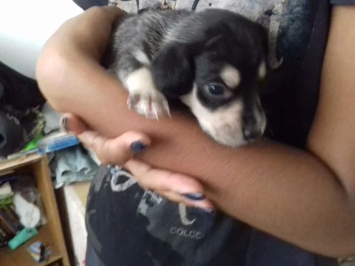 Cachorro ra a Sem raça definida idade Abaixo de 2 meses nome *
