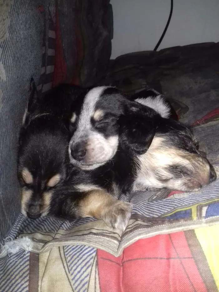 Cachorro ra a Sem raça definida idade Abaixo de 2 meses nome *