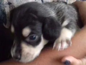 Cachorro raça Sem raça definida idade Abaixo de 2 meses nome *