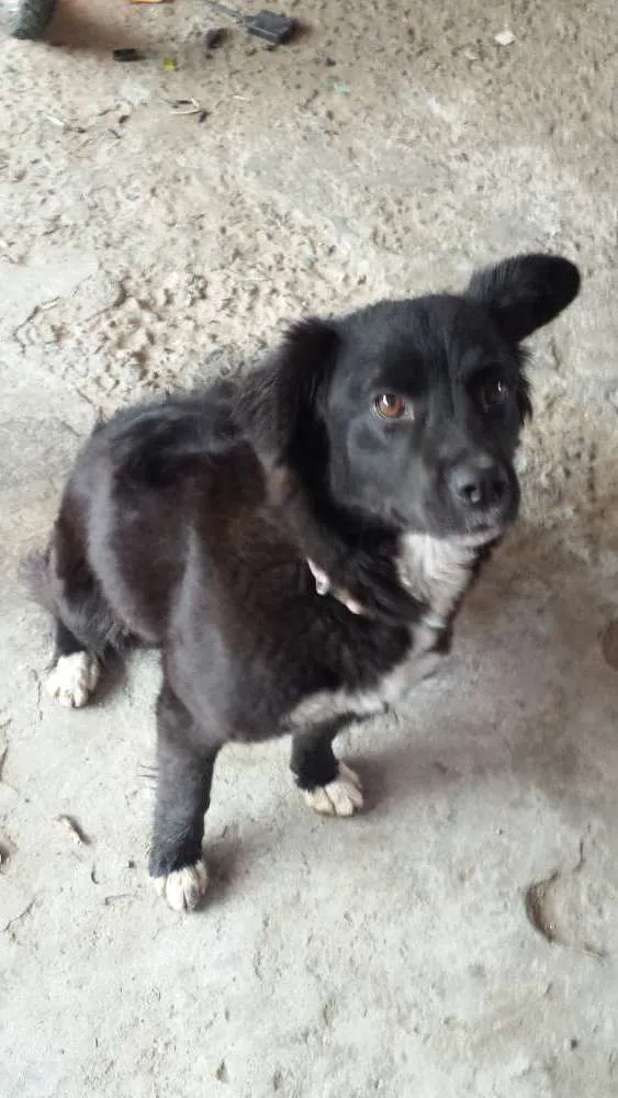 Cachorro ra a Srd idade 7 a 11 meses nome Princesa