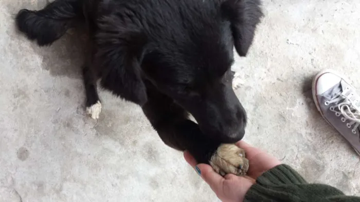 Cachorro ra a Srd idade 7 a 11 meses nome Princesa