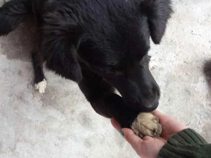 Cachorro ra a Srd idade 7 a 11 meses nome Princesa