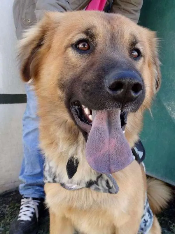 Cachorro ra a SRD idade 1 ano nome Urso