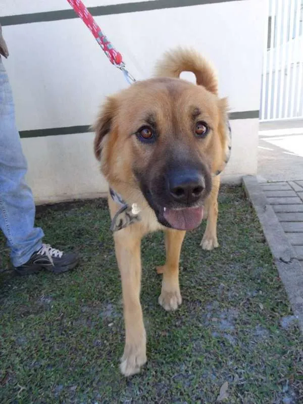 Cachorro ra a SRD idade 1 ano nome Urso