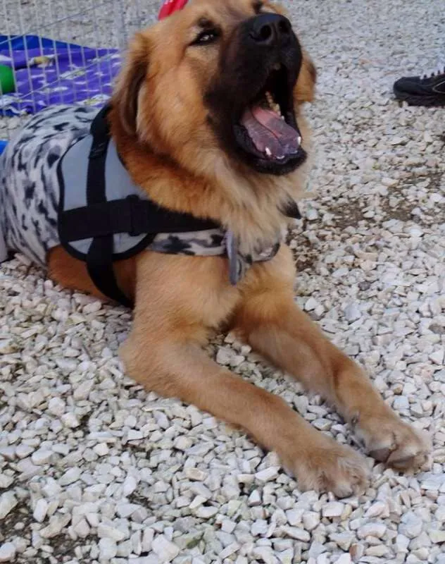 Cachorro ra a SRD idade 1 ano nome Urso