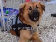 Urso