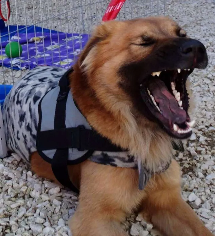 Cachorro ra a SRD idade 1 ano nome Urso