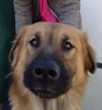 Urso
