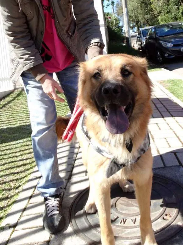 Cachorro ra a SRD idade 1 ano nome Urso