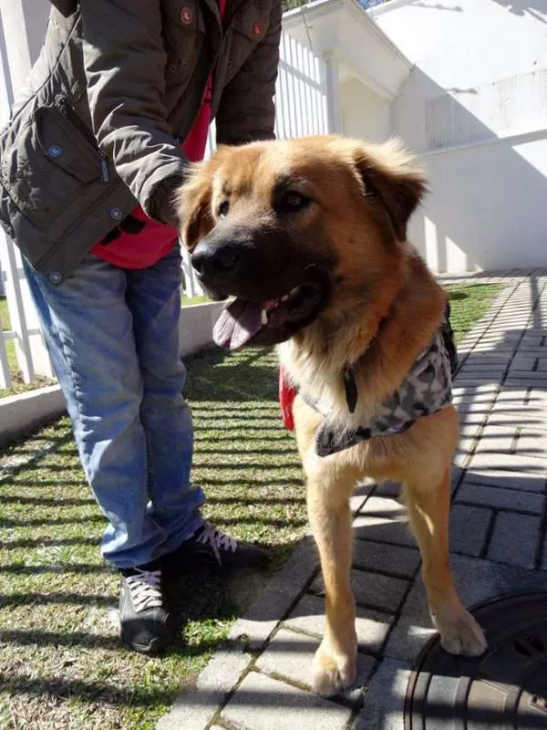 Cachorro ra a SRD idade 1 ano nome Urso