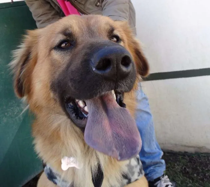 Cachorro ra a SRD idade 1 ano nome Urso