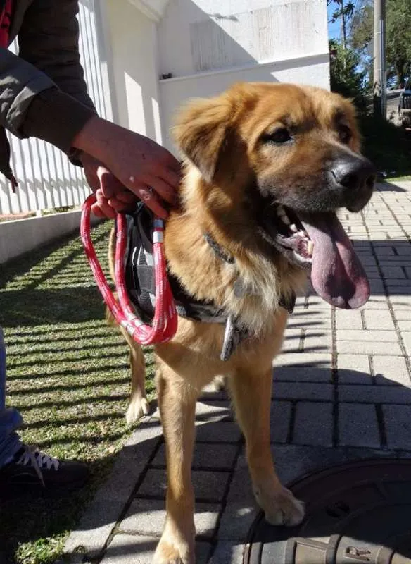 Cachorro ra a SRD idade 1 ano nome Urso
