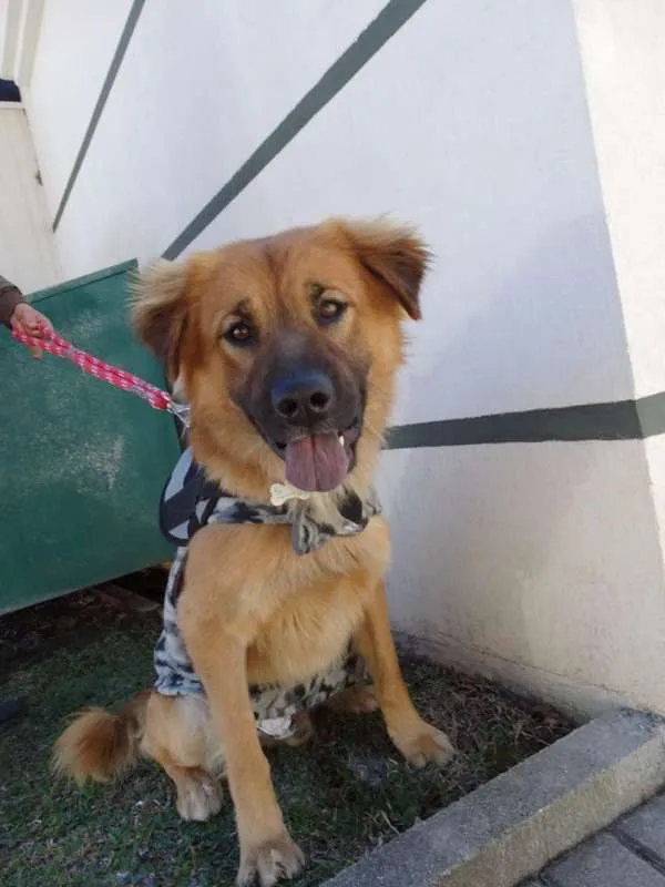 Cachorro ra a SRD idade 1 ano nome Urso