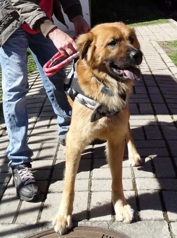 Cachorro ra a SRD idade 1 ano nome Urso