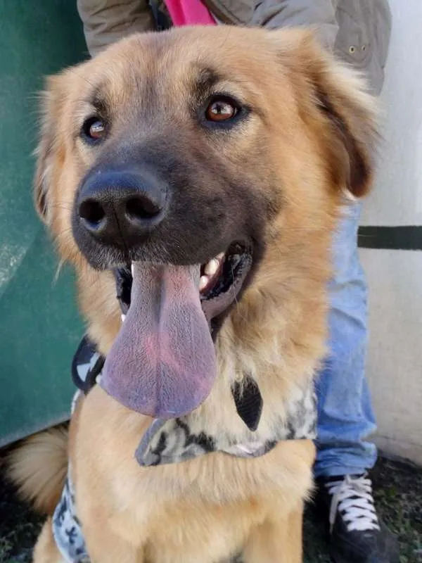 Cachorro ra a SRD idade 1 ano nome Urso