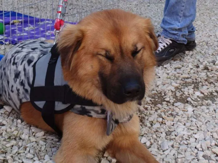 Cachorro ra a SRD idade 1 ano nome Urso