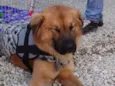 Urso