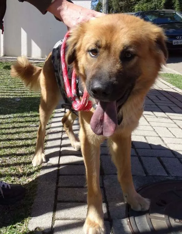 Cachorro ra a SRD idade 1 ano nome Urso