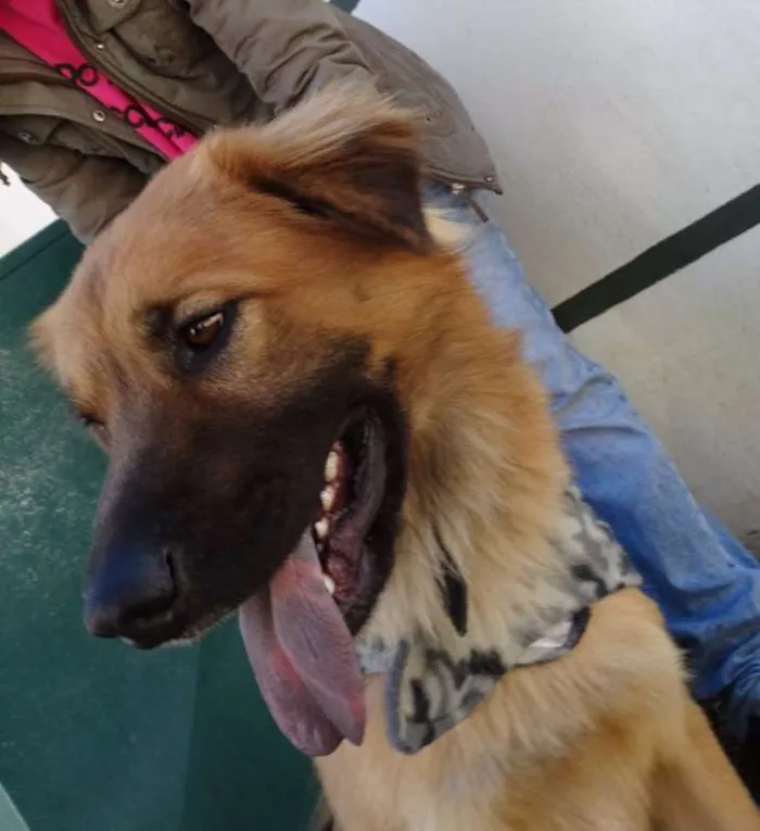 Cachorro ra a SRD idade 1 ano nome Urso