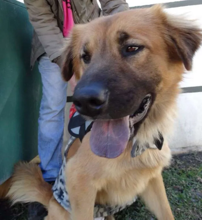 Cachorro ra a SRD idade 1 ano nome Urso