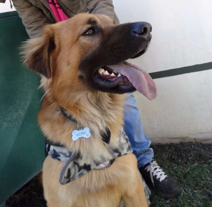 Cachorro ra a SRD idade 1 ano nome Urso