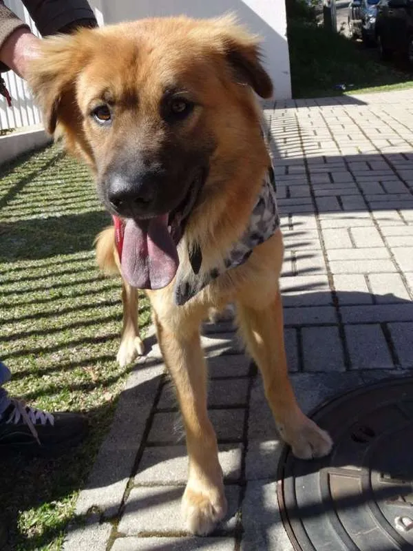 Cachorro ra a SRD idade 1 ano nome Urso