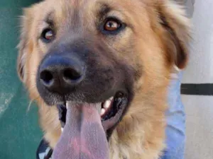 Cachorro raça SRD idade 1 ano nome Urso