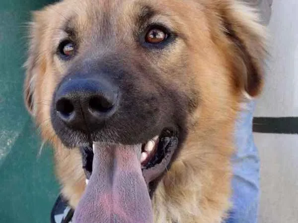 Cachorro ra a SRD idade 1 ano nome Urso