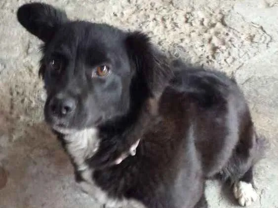 Cachorro ra a Srd idade 7 a 11 meses nome Princesa