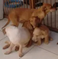 Bege Peludinho