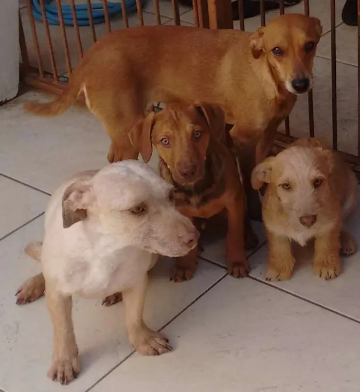 Cachorro ra a SRD idade 2 a 6 meses nome Bege Peludinho