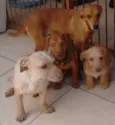 Bege Peludinho