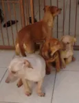 Bege Peludinho