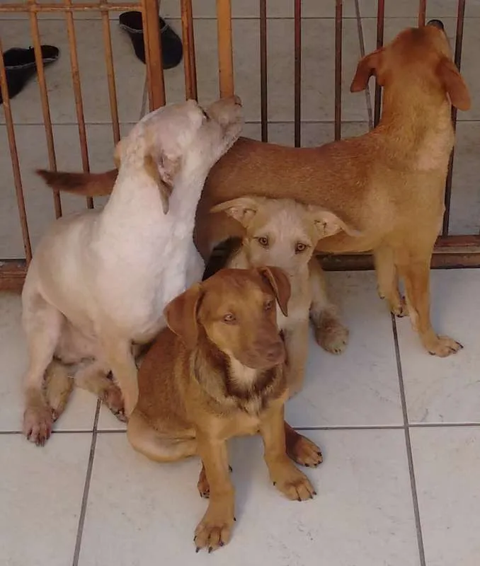 Cachorro ra a SRD idade 2 a 6 meses nome Bege Peludinho