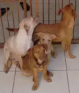 Bege Peludinho
