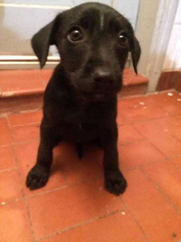 Cachorro ra a SRD idade 2 a 6 meses nome Escolha o meu nome