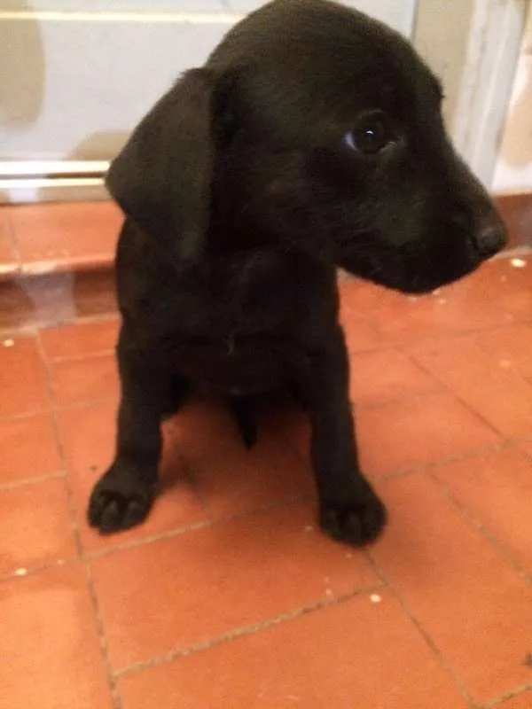 Cachorro ra a SRD idade 2 a 6 meses nome Escolha o meu nome