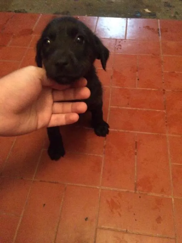 Cachorro ra a SRD idade 2 a 6 meses nome Escolha o meu nome