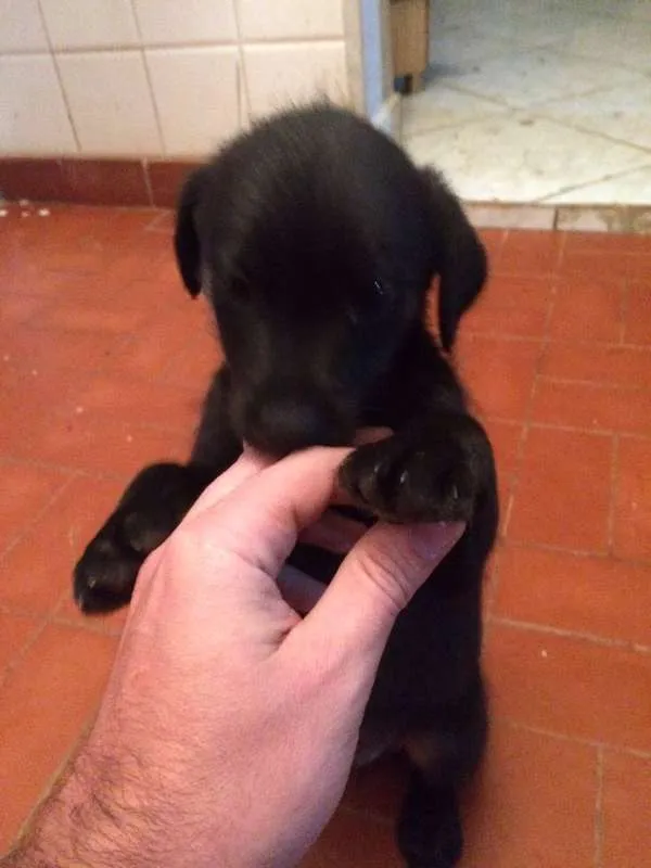 Cachorro ra a SRD idade 2 a 6 meses nome Escolha o meu nome