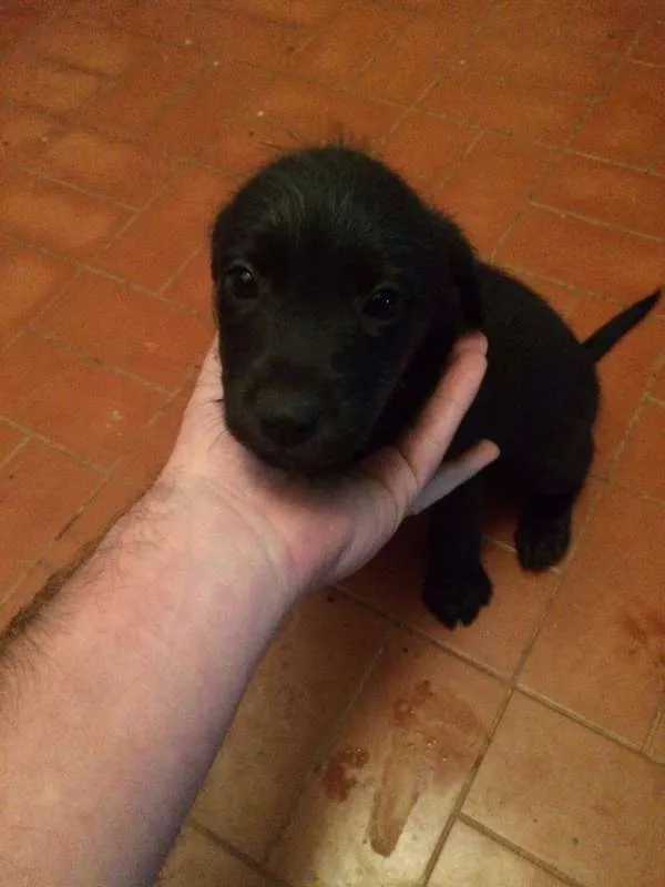 Cachorro ra a SRD idade 2 a 6 meses nome Escolha o meu nome