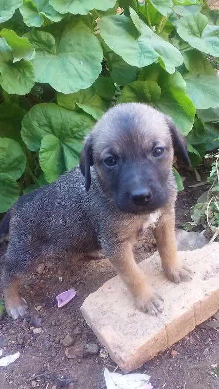 Cachorro raça Vira lata idade Abaixo de 2 meses nome Filhotes