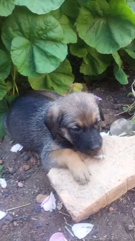 Cachorro raça Vira lata idade Abaixo de 2 meses nome Filhotes