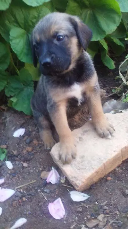 Cachorro raça Vira lata idade Abaixo de 2 meses nome Filhotes