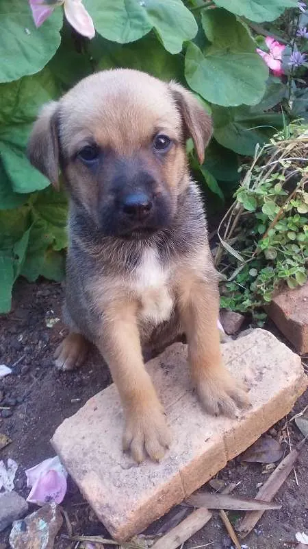 Cachorro raça Vira lata idade Abaixo de 2 meses nome Filhotes