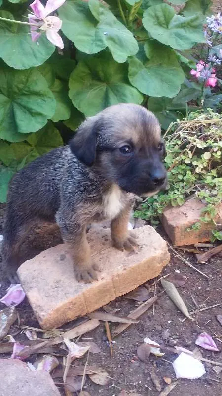 Cachorro raça Vira lata idade Abaixo de 2 meses nome Filhotes